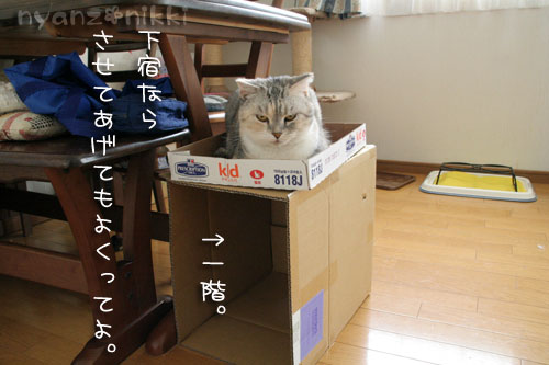 猫マンション_d0355333_15024094.jpg