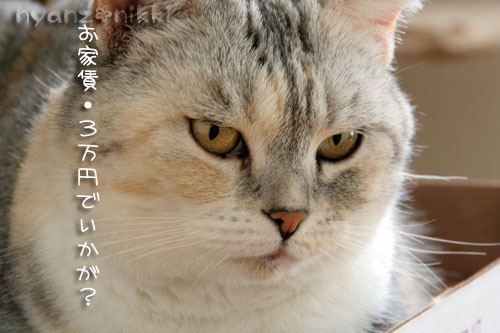 猫マンション_d0355333_15024150.jpg