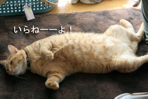 猫マンション_d0355333_15024182.jpg