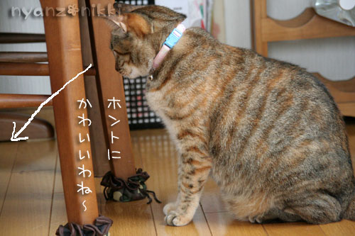 みのりちゃん里親さん募集開始!_d0355333_15024469.jpg