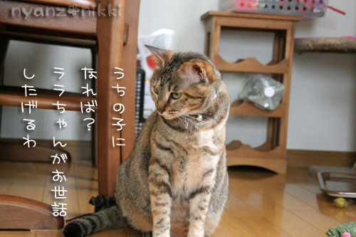 みのりちゃん里親さん募集開始!_d0355333_15024518.jpg
