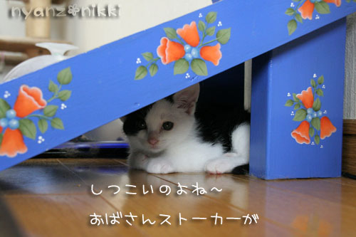 みのりちゃん里親さん募集開始!_d0355333_15024534.jpg