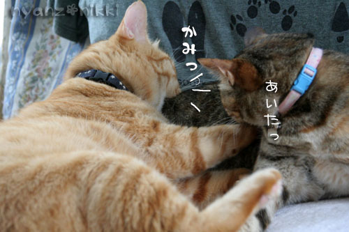 お調子者~!_d0355333_15025193.jpg