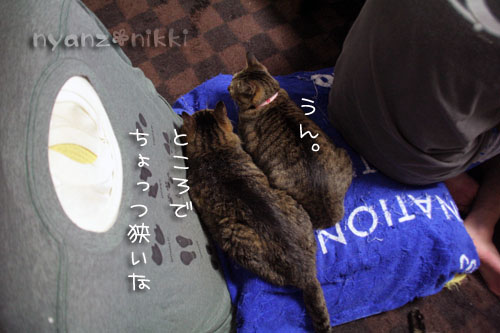 みおちゃん病院でした~!_d0355333_15030037.jpg
