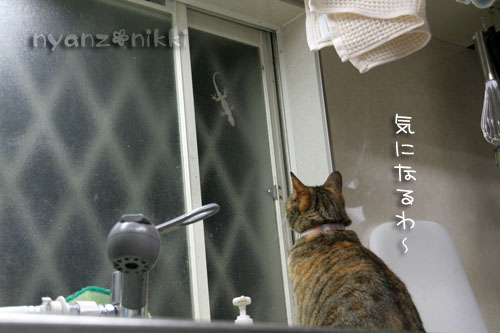 夜のお客さま_d0355333_15030165.jpg