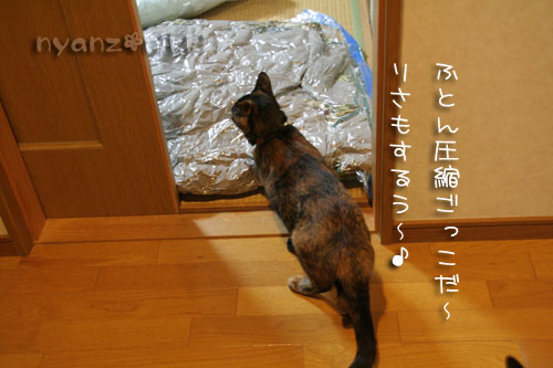 ちゃらりーん。顔中毛だらけー_d0355333_15030661.jpg