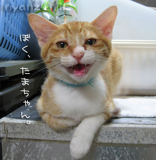 被災した動物たちへの祈りと大切なお友達へ_d0355333_15031637.jpg