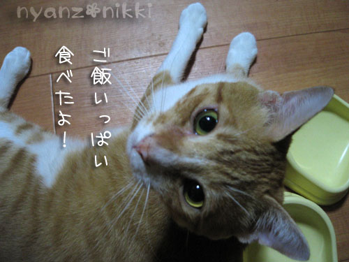 被災した動物たちへの祈りと大切なお友達へ_d0355333_15031717.jpg