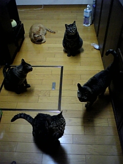 被災した動物たちへの祈りと大切なお友達へ_d0355333_15031949.jpg