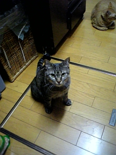 被災した動物たちへの祈りと大切なお友達へ_d0355333_15032012.jpg