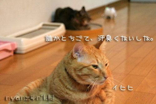 富士山とお手伝いにゃん友さん_d0355333_15032356.jpg