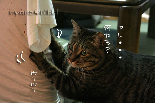 にゅう~フェイス紹介♪_d0355333_15032517.jpg