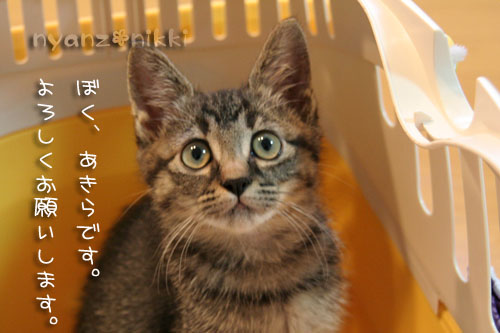 にゅう~フェイス紹介♪_d0355333_15032582.jpg