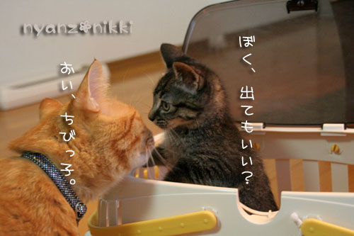 にゅう~フェイス紹介♪_d0355333_15032734.jpg