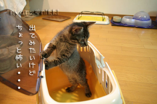 にゅう~フェイス紹介♪_d0355333_15032762.jpg