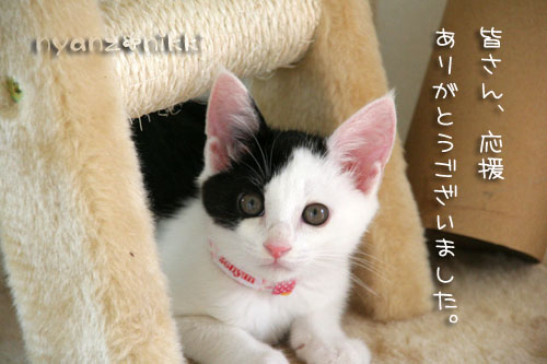 みのりちゃんお試し期間へ&あきらくんの紹介~_d0355333_15033041.jpg
