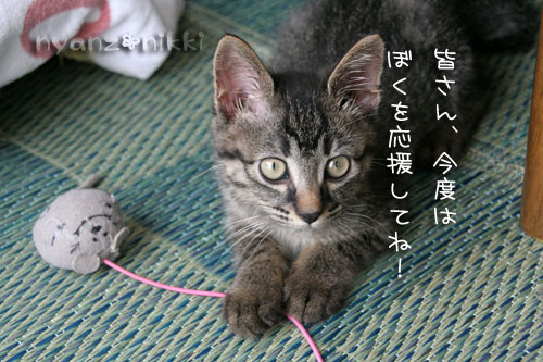 みのりちゃんお試し期間へ&あきらくんの紹介~_d0355333_15033286.jpg