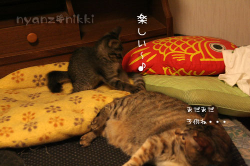 優しいしっぽと六甲山_d0355333_15033306.jpg
