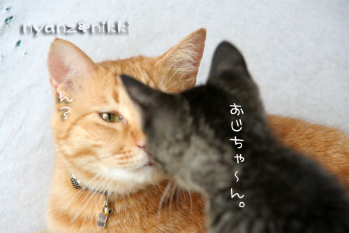 優しいしっぽと六甲山_d0355333_15033370.jpg