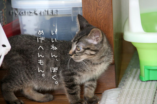 優しいしっぽと六甲山_d0355333_15033401.jpg
