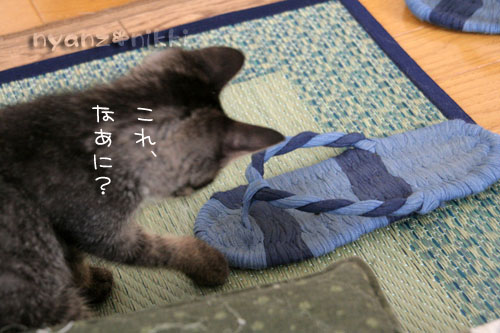 優しいしっぽと六甲山_d0355333_15033543.jpg