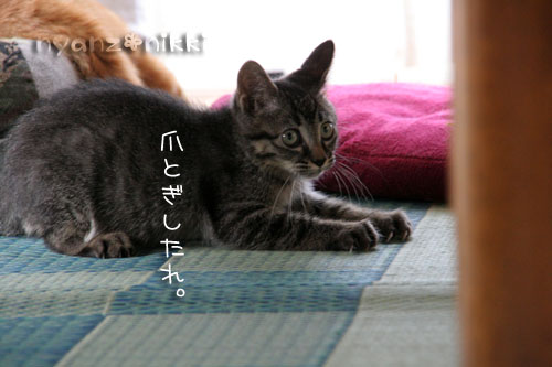 優しいしっぽと六甲山_d0355333_15033599.jpg