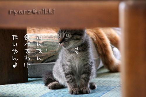 優しいしっぽと六甲山_d0355333_15033668.jpg