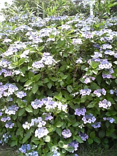 優しいしっぽと六甲山_d0355333_15033724.jpg