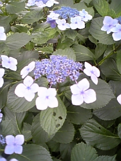 優しいしっぽと六甲山_d0355333_15033745.jpg