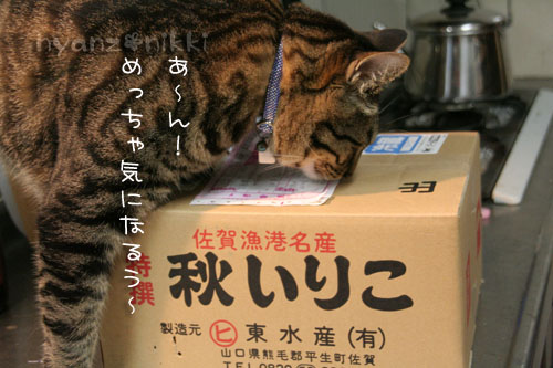 今晩は煮干パーティ♪♪_d0355333_15034622.jpg