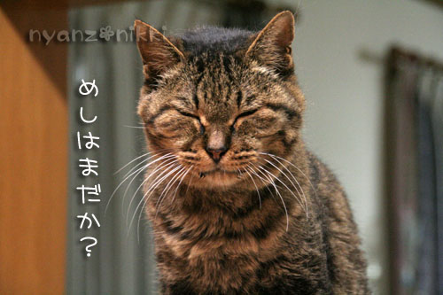 今晩は煮干パーティ♪♪_d0355333_15034639.jpg