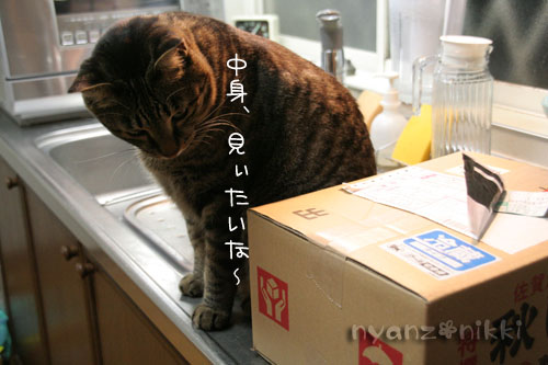 今晩は煮干パーティ♪♪_d0355333_15034853.jpg