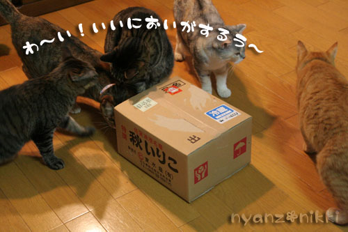 今晩は煮干パーティ♪♪_d0355333_15034872.jpg