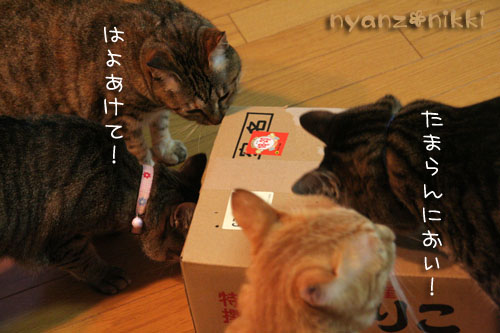 今晩は煮干パーティ♪♪_d0355333_15034999.jpg