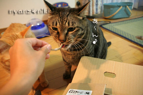 今晩は煮干パーティ♪♪_d0355333_15035060.jpg