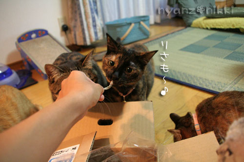 今晩は煮干パーティ♪♪_d0355333_15035133.jpg
