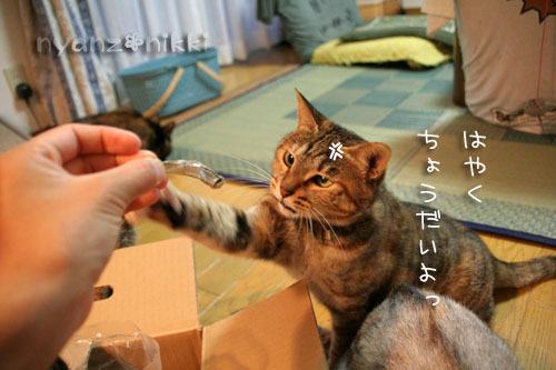 今晩は煮干パーティ♪♪_d0355333_15035225.jpg