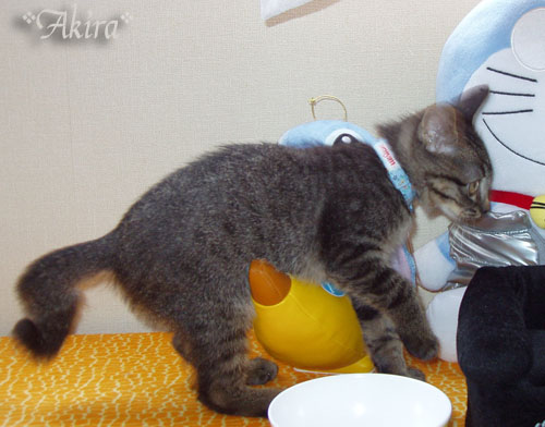 あきらくんの得意技!_d0355333_15040954.jpg
