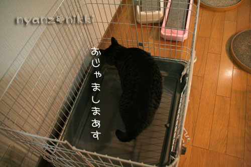 ケージを組み立てたら・・・_d0355333_15041412.jpg