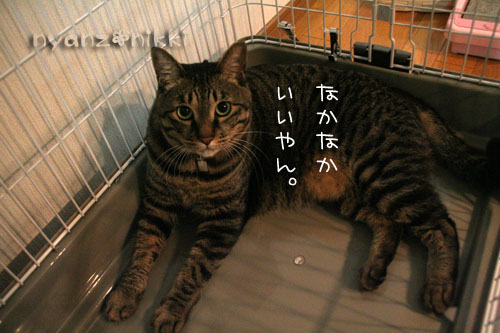 ケージを組み立てたら・・・_d0355333_15041454.jpg