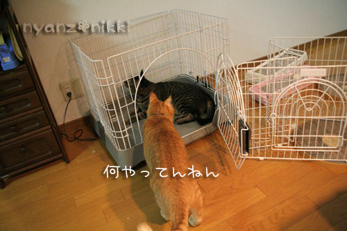 ケージを組み立てたら・・・_d0355333_15041502.jpg