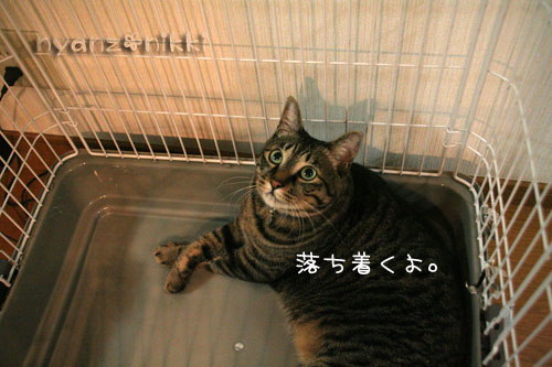 ケージを組み立てたら・・・_d0355333_15041503.jpg