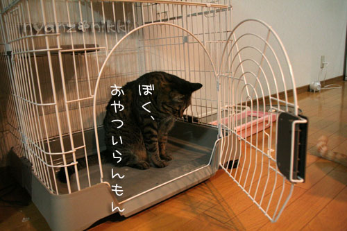 ケージを組み立てたら・・・_d0355333_15041669.jpg