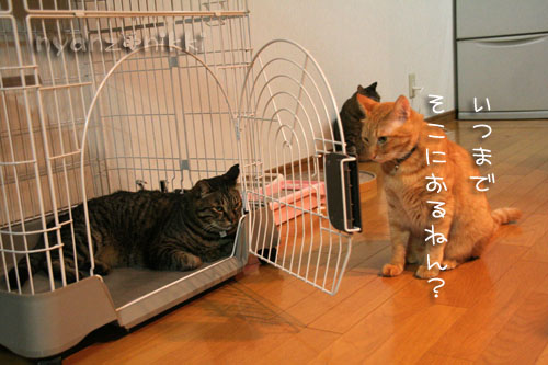 期待でわくわく?!_d0355333_15041753.jpg