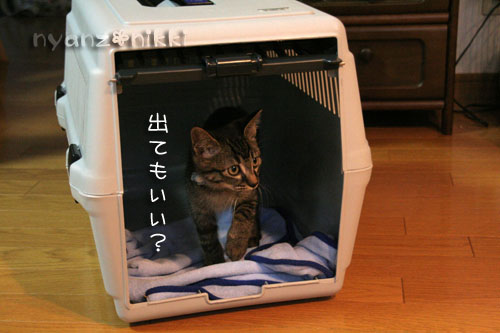 あきらくんがやってきた!_d0355333_15042143.jpg