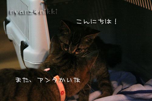 あきらくんがやってきた!_d0355333_15042275.jpg