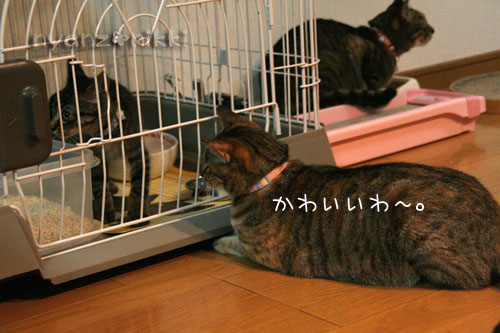 あきらくんがやってきた!_d0355333_15042463.jpg