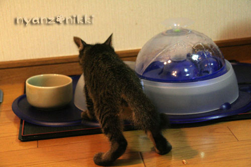 あきらくんがやってきた!_d0355333_15042480.jpg