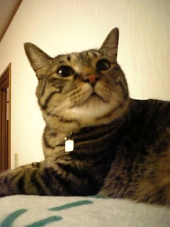 今日はバーベキュー♪_d0355333_15042522.jpg