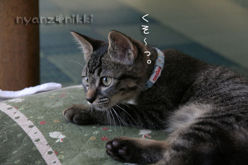 忍者デビュー☆_d0355333_15043141.jpg